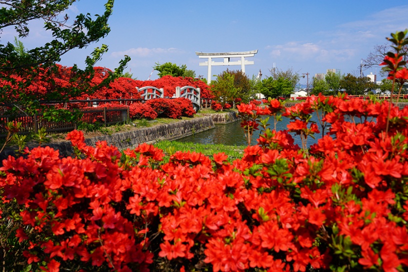 いま訪ねたい 京都 見頃の花名所 22 4 22更新 そうだ 京都 行こう