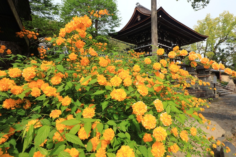 撮影日：2022年4月21日（木）