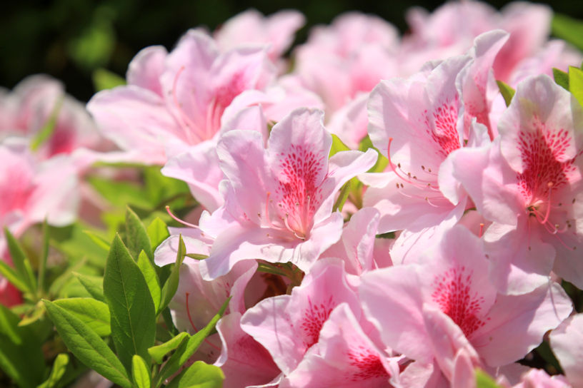 色とりどりの花が咲き誇ります。