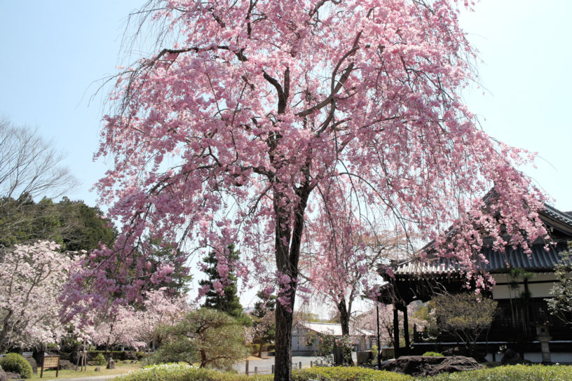 桜シーズン。