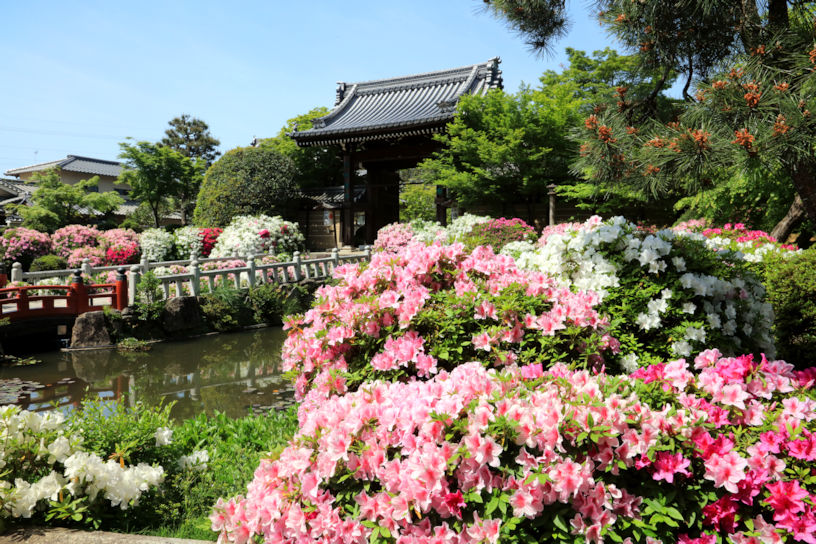 5月はイベントがいっぱい♪ ツツジ咲き誇る「妙満寺」の見どころガイド｜そうだ 京都、行こう。