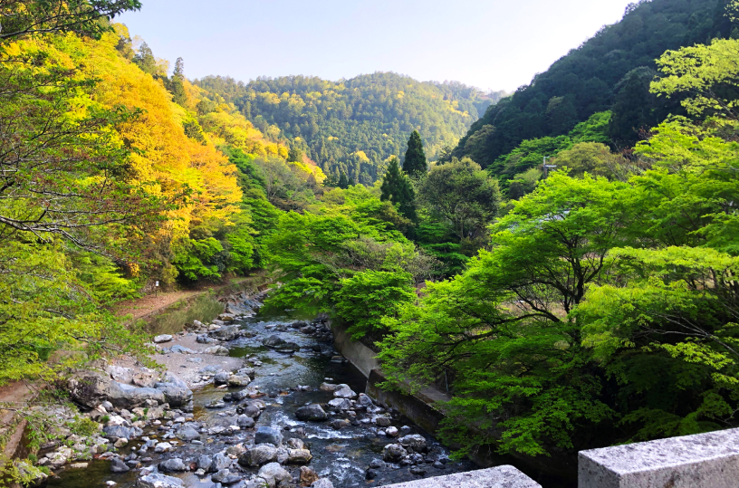 新緑の清滝川