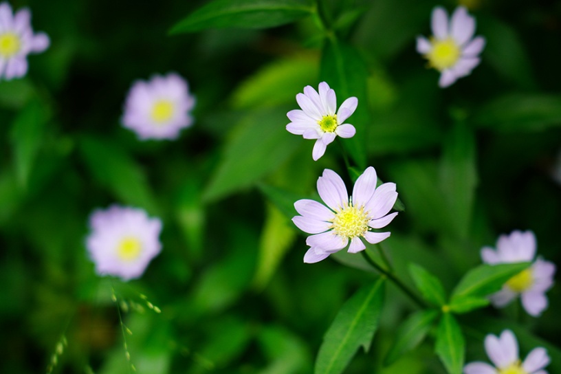 小さなお花