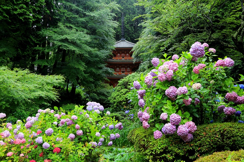 例年6月中旬に見頃となる紫陽花