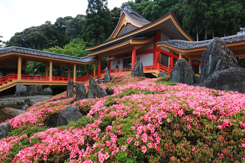 いま訪ねたい！ 京都・見頃の花名所（2022/5/27更新）｜そうだ 京都、行こう。