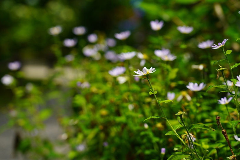 大原菊（深山嫁菜）