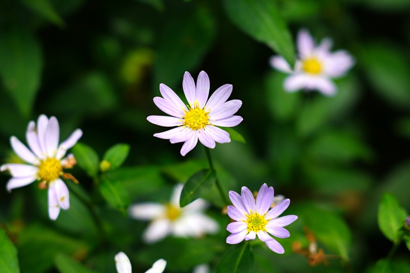 大原菊（深山嫁菜）