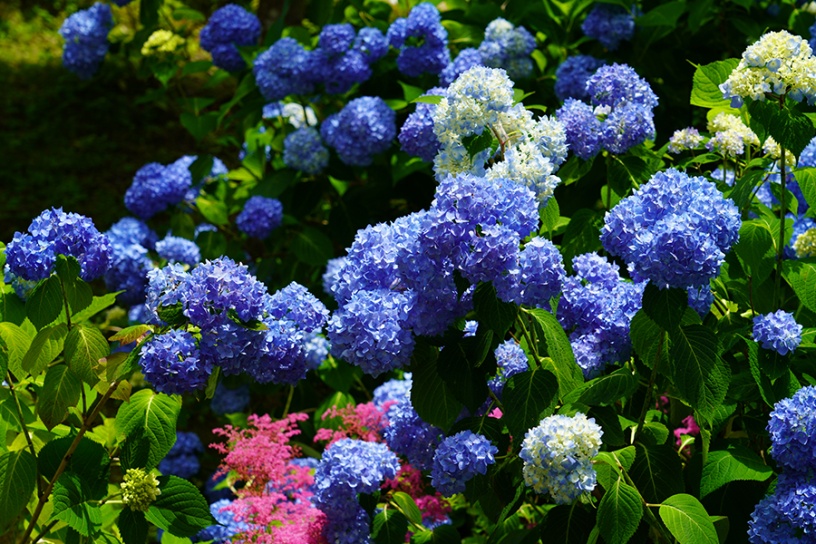 まだ間に合います！ 期間限定の「花御朱印」めぐりへ｜そうだ 京都、行