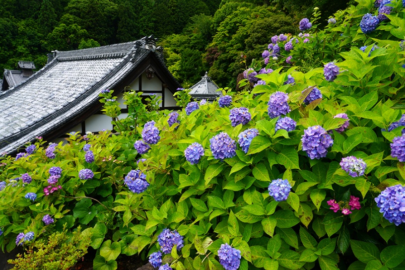柳谷観音 楊谷寺