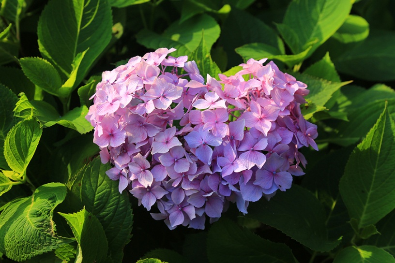 数年前に発見したハート型の紫陽花