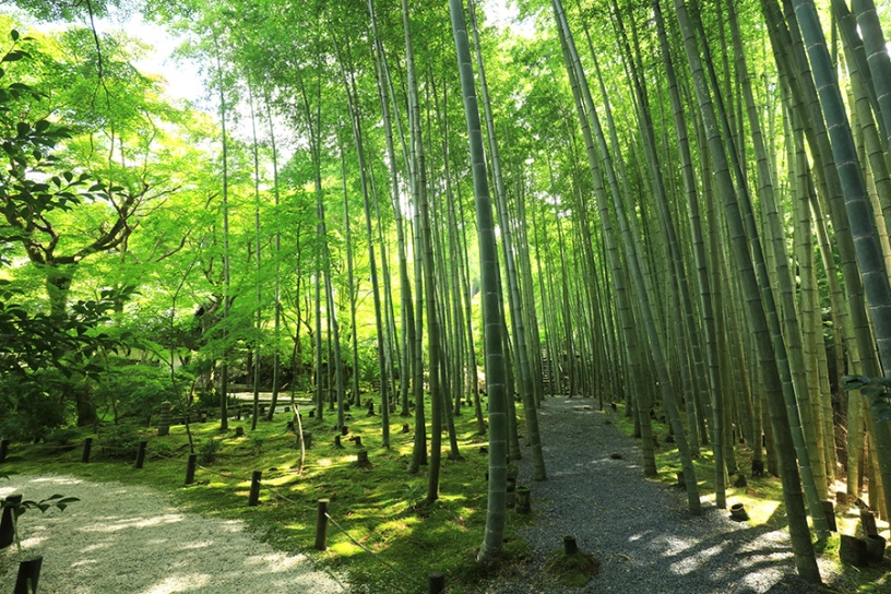 応挙竹林