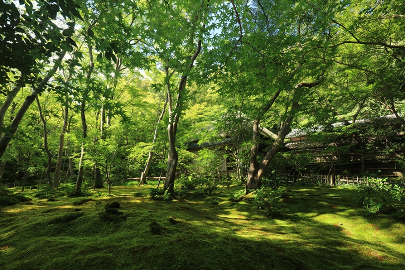 苔庭と草庵