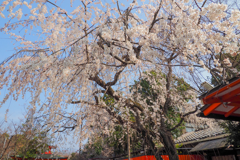 溪仙桜