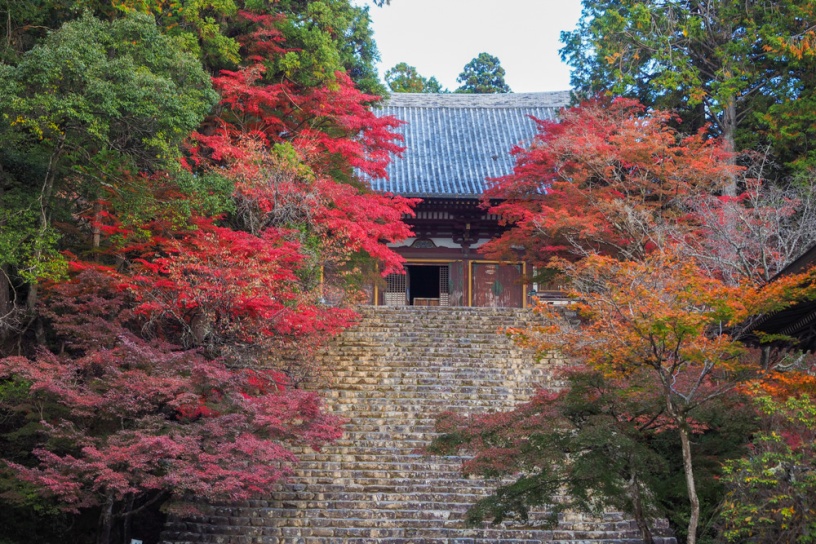 京都紅葉情報22 更新スタート 気になる紅葉の色づき状況は そうだ 京都 行こう