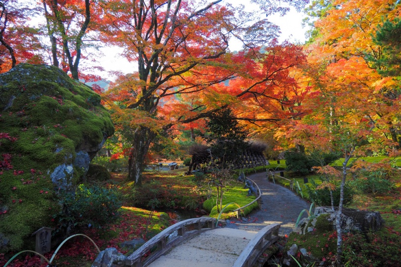 京都紅葉情報22 更新スタート 気になる紅葉の色づき状況は そうだ 京都 行こう