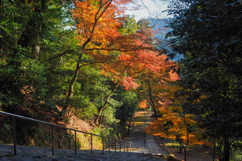 楼門前の石段。見下ろした紅葉風景も美しい♪（撮影日：2021年11月25日）