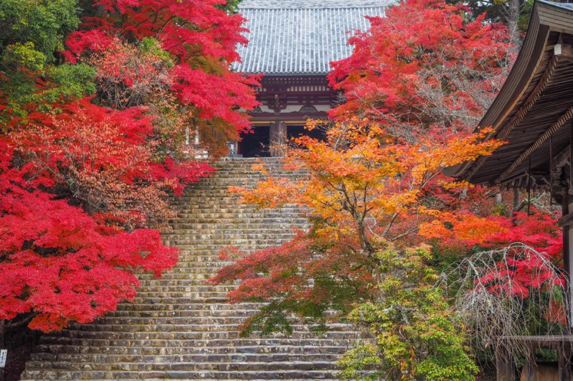 2022年秋キャンペーンに登場！ 紅葉に包まれる神護寺、見どころガイド