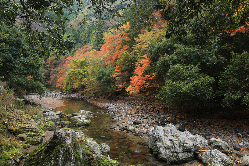 紅葉シーズンの清滝川