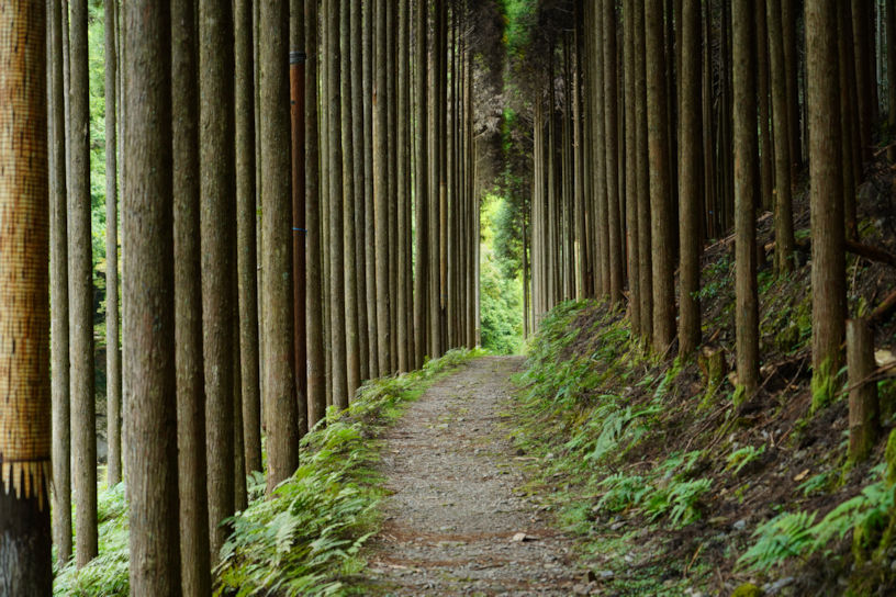 清滝川沿いの散策路（10月上旬撮影）