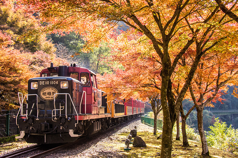 紅葉シーズンのトロッコ列車（日中のイメージです）