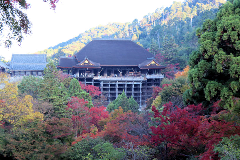 清水寺 子安塔から本堂を望む（撮影日：2022年11月18日）