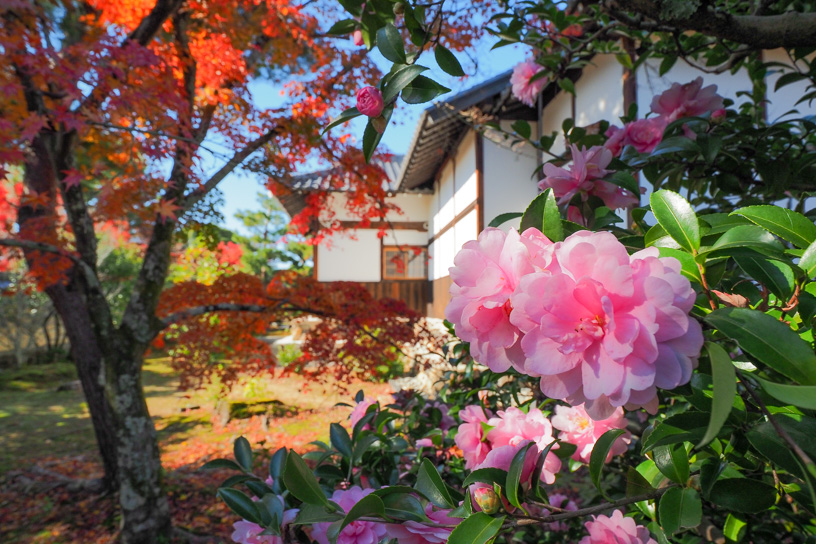 等持院 山茶花も咲いています（撮影日：2022年11月25日）
