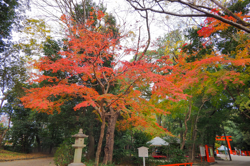 糺の森（撮影日：2022年12月1日）