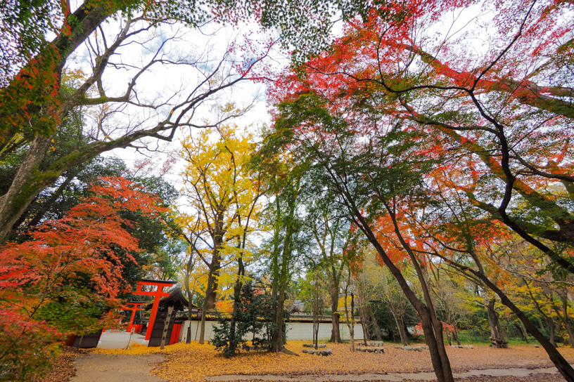 糺の森（撮影日：2022年12月1日）
