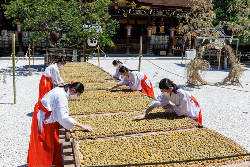 収穫された梅の実の天日干し