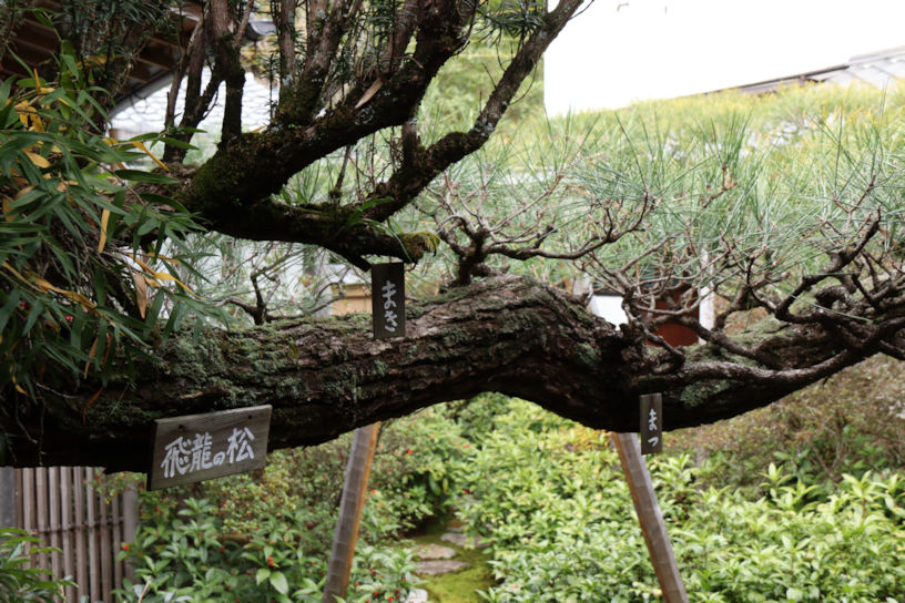 飛龍の宿木。樹齢約300年の槇（まき）に黒松が自生した、珍しい木です