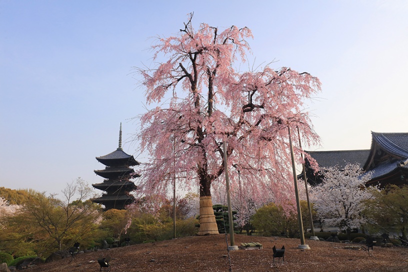 東寺