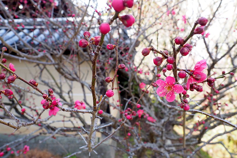 東神苑（撮影日：2023年2月21日）