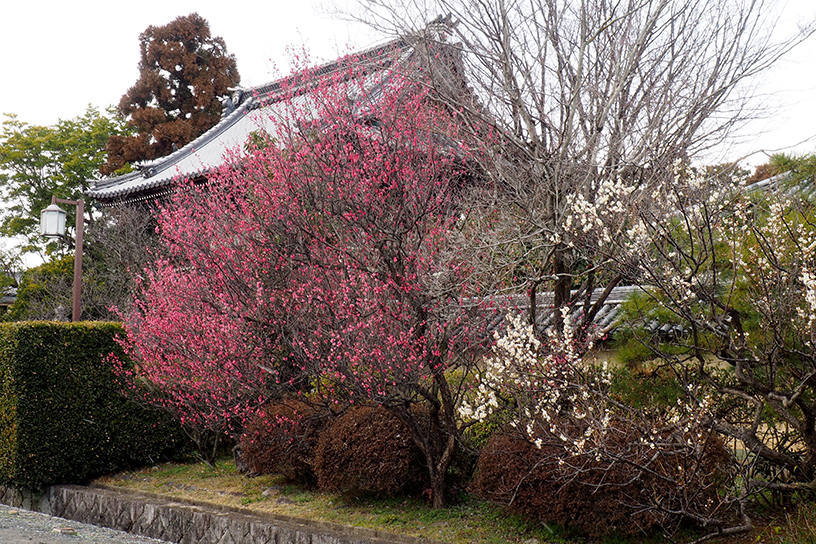 駐車場の紅梅は開花が進んでいます。（撮影日：2023年2月21日）