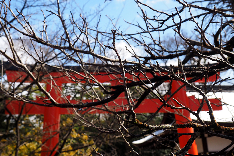 木の北側は、まだ枝が寂しいです。（撮影日：2023年2月21日）　