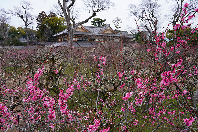 梅苑「花の庭」（撮影日：2023年2月23日）