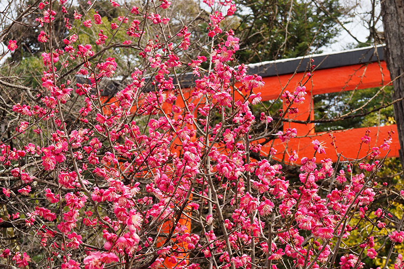 速報！ 京都の梅名所、気になる現在の開花状況は？ （2023/2/24更新 