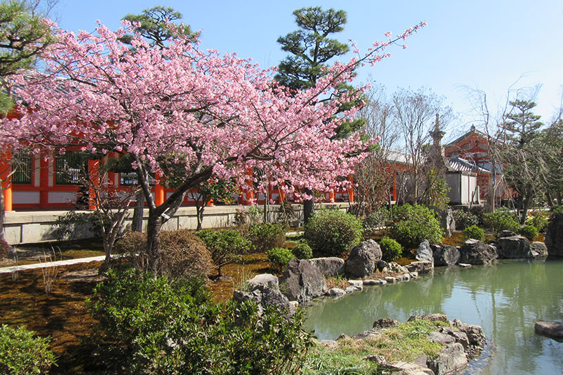 河津桜