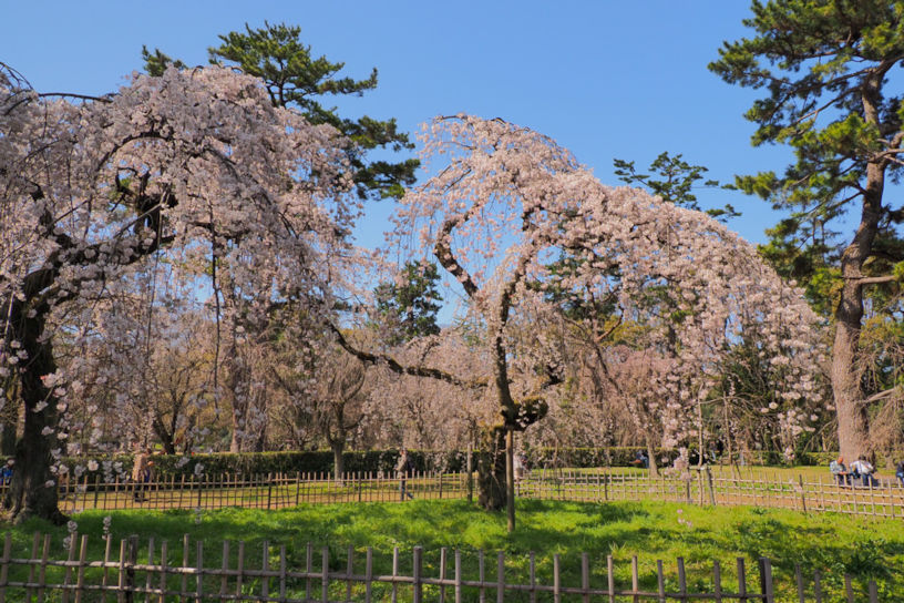 近衞邸跡の糸桜（撮影日：2021年3月18日）