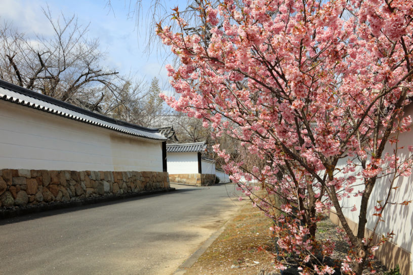 参道と早咲きの桜（撮影日：2017年3月22日）