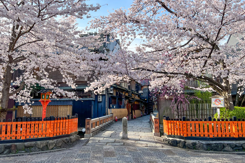 2023年・京都桜めぐりで知っておきたいこと｜そうだ 京都、行こう。