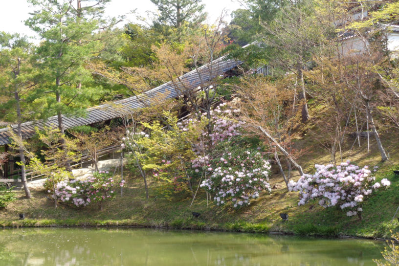 例年4月中旬～下旬にはシャクナゲが咲き誇ります