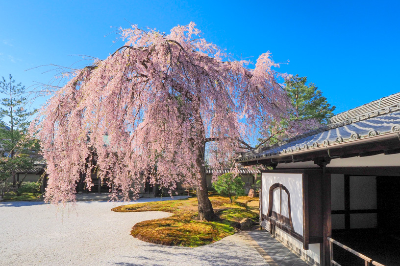 春の主役。方丈前庭に咲き誇るしだれ桜