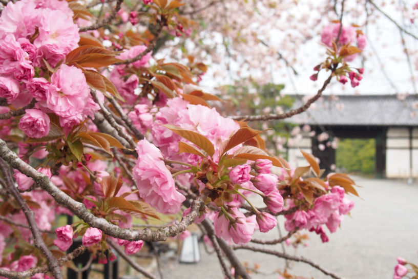 桜園の関山（撮影日：2023年4月5日）
