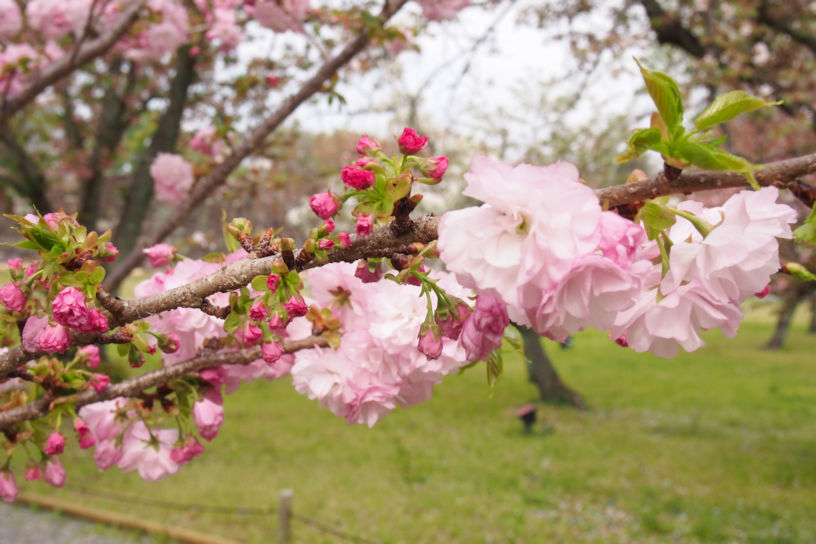 桜園では、まだつぼみのサトザクラもあります（撮影日：2023年4月5日）