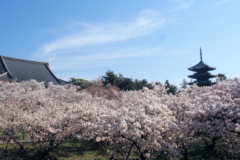 仁和寺 御室桜（撮影日：2023年4月4日）