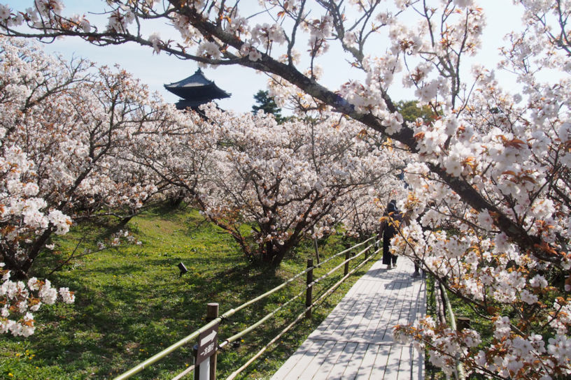 樹高の低さが特長の御室桜。散策路は“桜トンネル”になっています（撮影日：2023年4月4日）