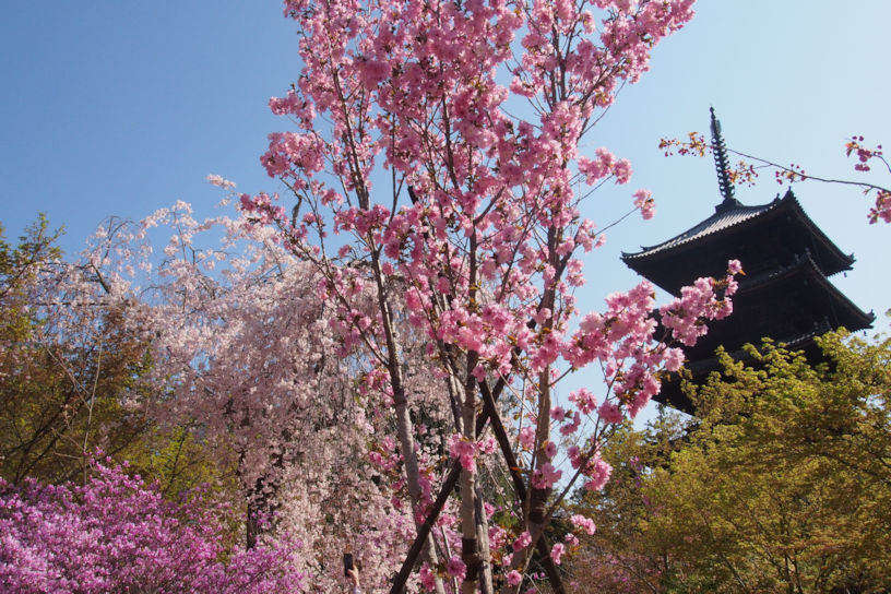 桜とミツバツツジに彩られる五重塔（撮影日：2023年4月4日）