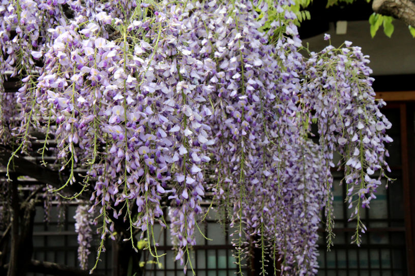 藤（例年の見頃：4月下旬～5月上旬）