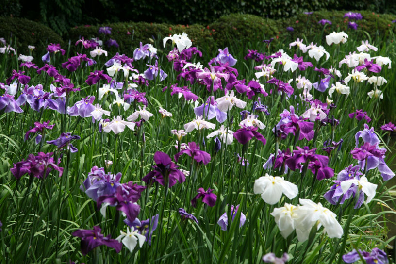 花菖蒲（例年の見頃：5月下旬～6月上旬）