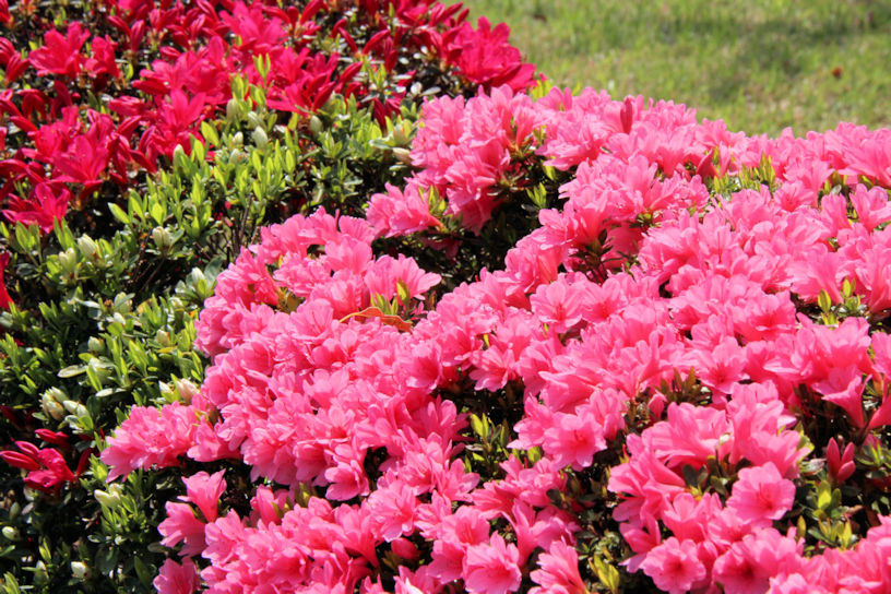 ツツジ（例年の見頃：4月下旬～5月中旬）